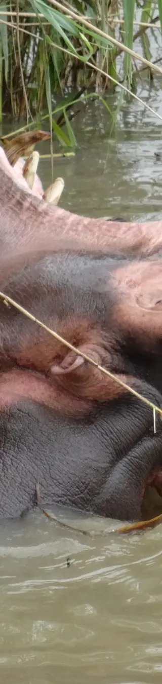 Bei den Hippos im St. Lucia Estuary